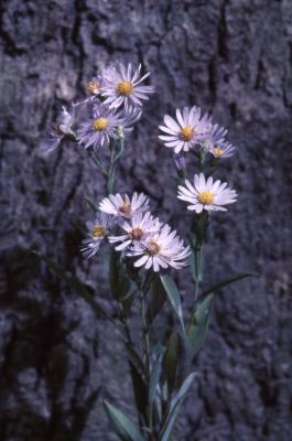Symphyotricum patens (Aiton) G.L. Nesom (late purple aster), flowers
