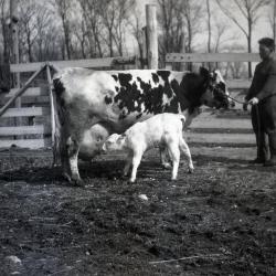 Joy Morton's registered Holstein cow with handler as calf feeds at Lisle Farms