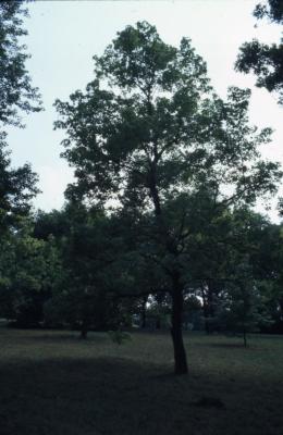 Acer negundo var. texanum (Texas boxelder), summer
