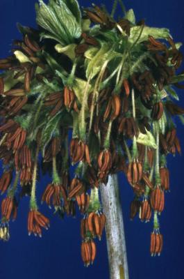 Acer negundo (boxelder), male flowers