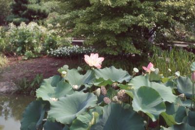 Nelumbo nucifera Gaertn. (sacred lotus), form 