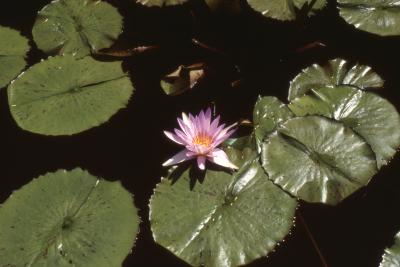 Nymphaea 'Blue Beauty' (Blue Beauty water lily), leaves and flower 