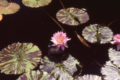 Nymphaea 'Pink Perfection' (pink perfection water lily), leaves and flowers