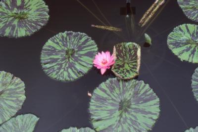 Nymphaea 'Pink Perfection' (pink perfection water lily), leaves and flower