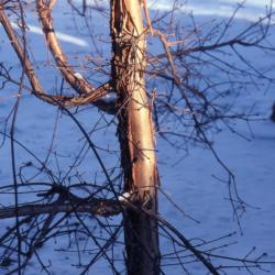 Acer griseum x nikoense (paperbark-Nikko hybrid maple), trunk and branches