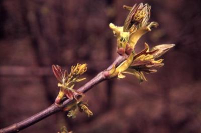 Acer negundo (boxelder), flowers