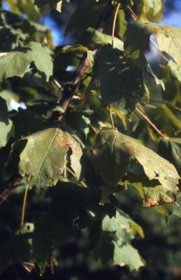 Acer saccharum ssp. nigrum (black maple), leaves