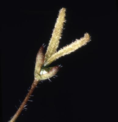 Acer negundo (boxelder), female flower