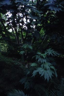 Acer japonicum ‘Aconitifolium’ (Fern-leaved fullmoon maple)