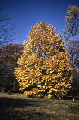 Acer miyabei (Miyabe's maple), fall color