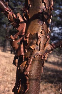 Acer griseum (paper-barked maple), bark