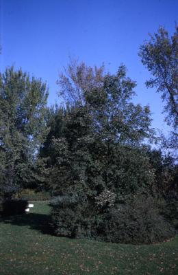 Acer maximowiczianum (Nikko maple), fall