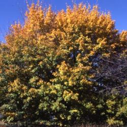 Acer miyabei (Miyabe's maple), fall color