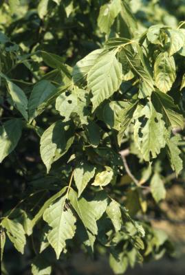 Acer negundo var. texanum (Texas boxelder), leaves