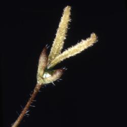 Acer negundo (boxelder), female flower