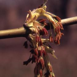Acer negundo (boxelder), flowers