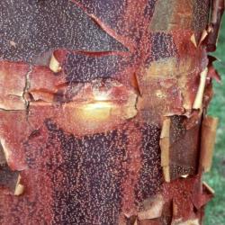 Acer griseum (paper-barked maple), bark