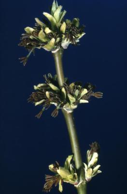 Acer negundo (boxelder), male flower
