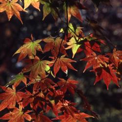 Acer palmatum (Japanese maple), leaves with fall color