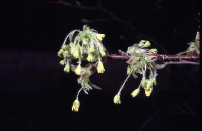 Acer saccharum ssp. nigrum (black maple), flowers