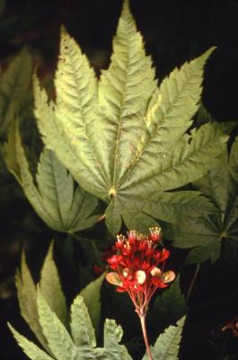 Acer japonicum (Fullmoon maple), leaves and flower