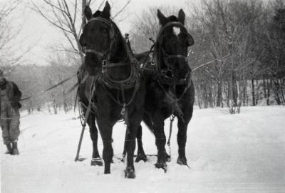 Herb Piffinger with team of Percheron horses in winter at Lisle Farms