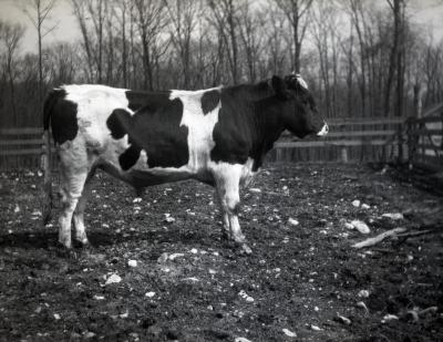 Joy Morton's registered Holstein black and white bull at Lisle Farms, side view
