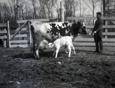 Joy Morton's registered Holstein cow with handler as calf feeds at Lisle Farms