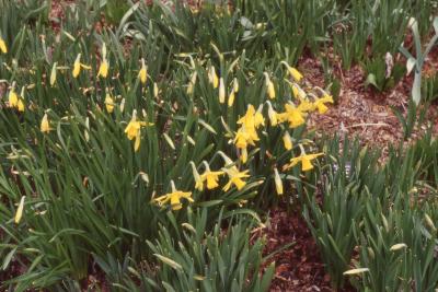 Narcissus 'February Gold' flowers, stems, and leaves