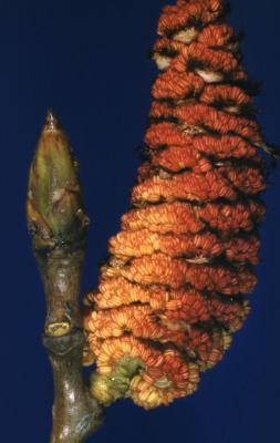 Populus deltoides (eastern cottonwood), catkin flower and bud