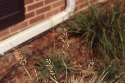Arrhenatherum elatius L. (bulbous oat grass), fruit 