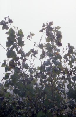 Populus deltoides (eastern cottonwood), leaves on young tree