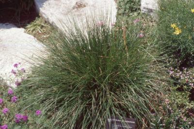 Pennisetum alopecuroides 'Hameln' (Hameln dwarf fountain grass), form  