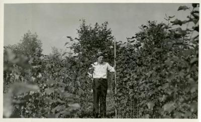 Walter Eickhorst measuring poplar plot