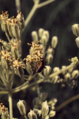 Arnoglossum plantagineum Raf. (prairie Indian-plantain), flowers and buds