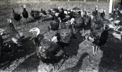 Grant bronze turkeys at Duel Farm