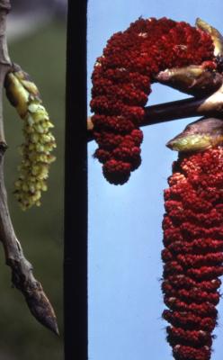 Populus deltoides (eastern cottonwood), dangling female and male flowers
