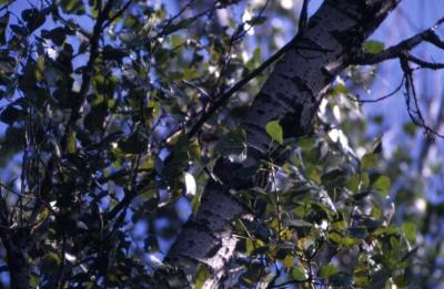 Populus deltoides (eastern cottonwood), young trunk and branches