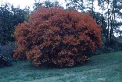 Acer ginnala (Amur maple), fall