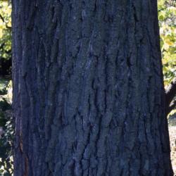 Populus deltoides (eastern cottonwood), bark detail