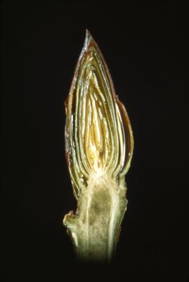 Populus deltoides (eastern cottonwood), bud