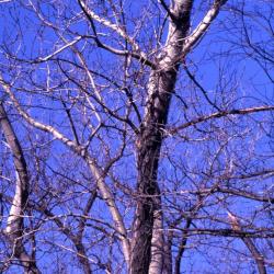 Populus deltoides (eastern cottonwood), bare twigs and branches