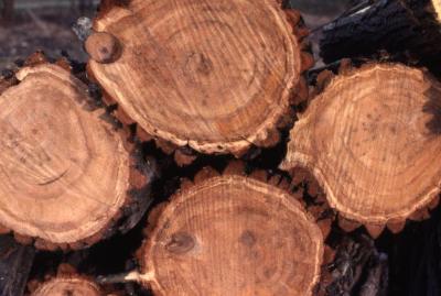 Populus deltoides (eastern cottonwood), tree trunks showing growth rings