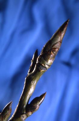 Populus deltoides (eastern cottonwood), buds