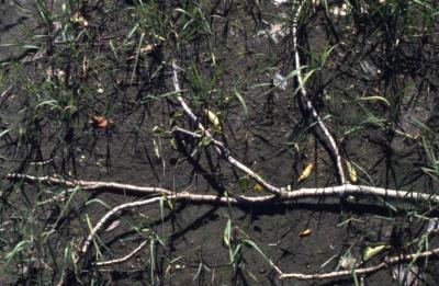 Populus deltoides (eastern cottonwood), rooting