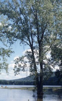 Populus deltoides (eastern cottonwood), in flooded river bank