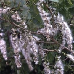 Populus deltoides (eastern cottonwood), fruit and seeds 
