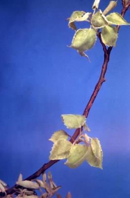 Populus deltoides (eastern cottonwood), young leaves and twigs