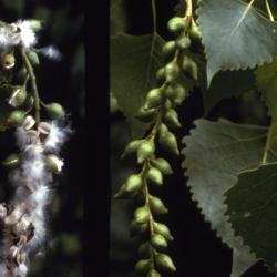 Populus deltoides (eastern cottonwood), dangling fruit cluster with leaves and seeds