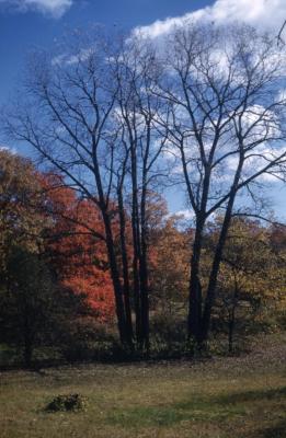 Populus deltoides (eastern cottonwood), bare trees
